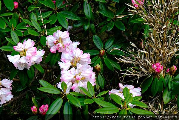 [台灣/台中] 2024.4 武陵二秀品田池有 兩天一夜 (