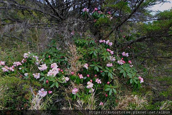 [台灣/台中] 2024.4 武陵二秀品田池有 兩天一夜 (
