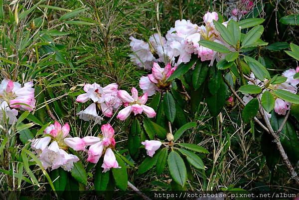 [台灣/台中] 2024.4 武陵二秀品田池有 兩天一夜 (