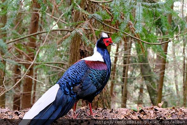 [台灣/台中] 2024.4 武陵二秀品田池有 兩天一夜 (