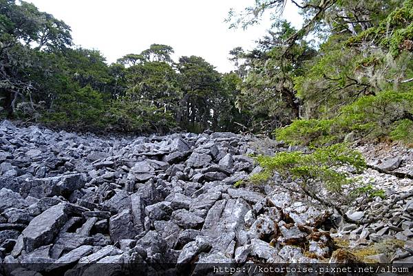 [台灣/台中] 2024.4 武陵二秀品田池有 兩天一夜 (