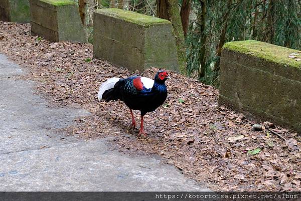 [台灣/台中] 2024.4 武陵二秀品田池有 兩天一夜 (