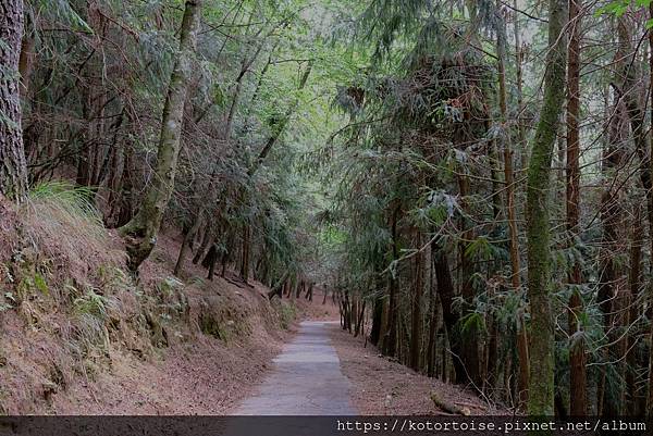 [台灣/台中] 2024.4 武陵二秀品田池有 兩天一夜 (