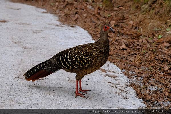 [台灣/台中] 2024.4 武陵二秀品田池有 兩天一夜 (