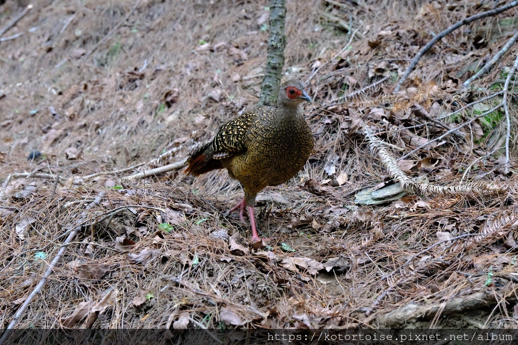 [台灣/台中] 2024.4 武陵二秀品田池有 兩天一夜 (