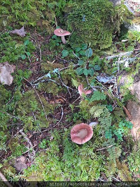 [台灣/台中] 2024.8 雪北下翠池 (中)