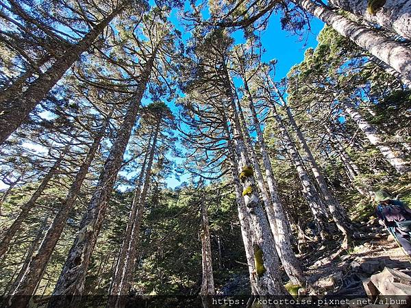 [台灣/台中] 2024.8 雪北下翠池 (下)