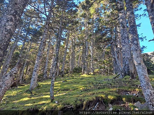 [台灣/台中] 2024.8 雪北下翠池 (下)