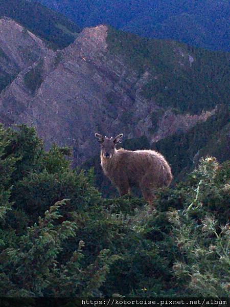 [台灣/台中] 2024.8 雪北下翠池 (下)