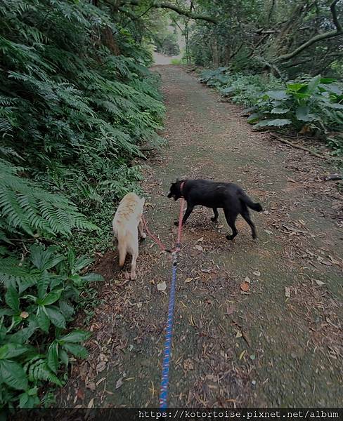 [流浪,在都市角落] 上山到動物之家嚕狗