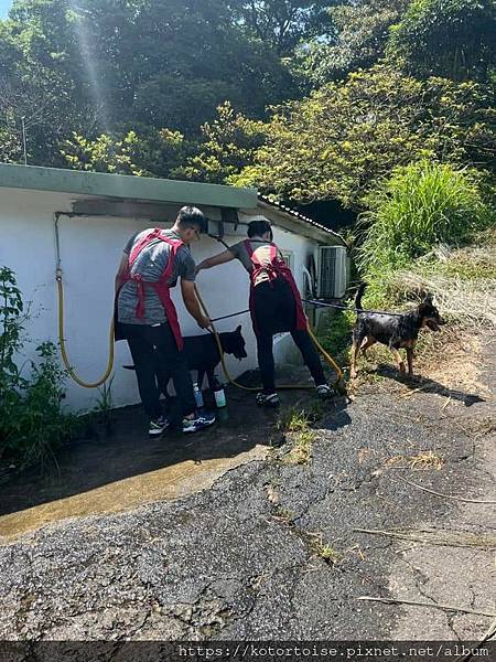 [流浪,在都市角落] 上山到動物之家嚕狗