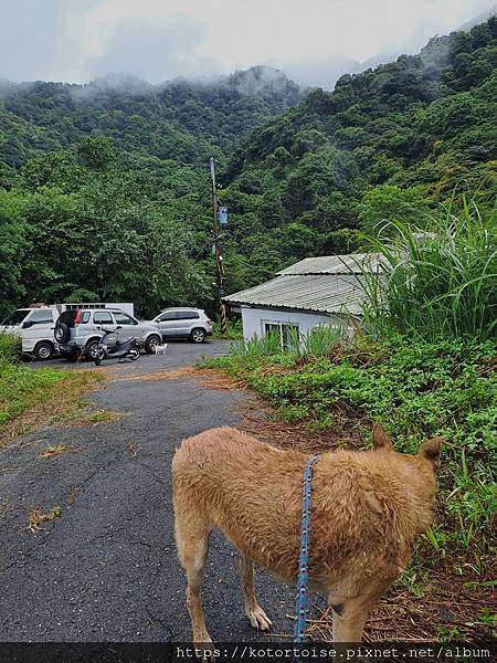 [流浪,在都市角落] 上山到動物之家嚕狗