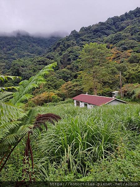 [流浪,在都市角落] 上山到動物之家嚕狗