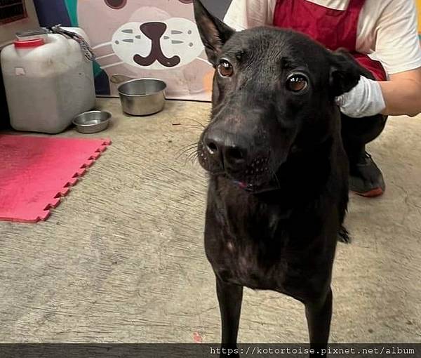 [流浪,在都市角落] 上山到動物之家嚕狗