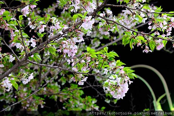 [日本北陸關西] 2025.4 黑部立山五天四夜團體行