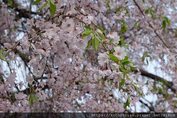 [日本北陸關西] 2025.4 名古屋藤が丘散策