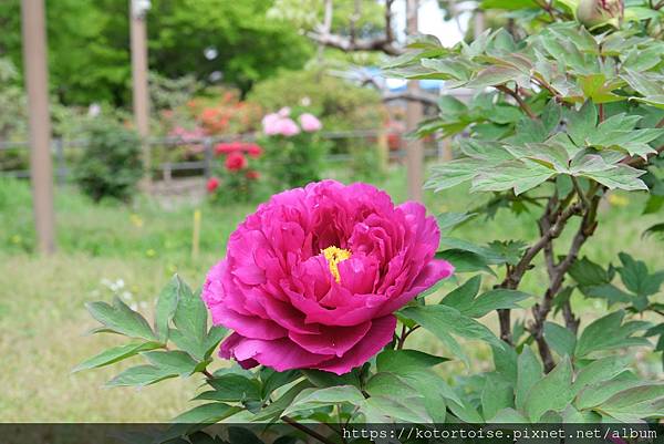 [日本北陸關西] 2025.4 曼陀羅寺紫藤花欲語還休,高山