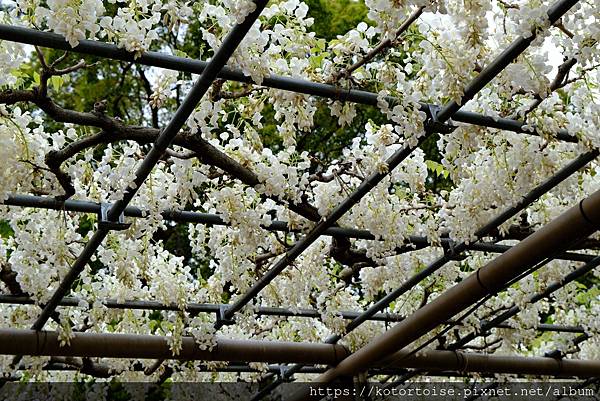 [日本北陸關西] 2025.4 曼陀羅寺紫藤花欲語還休,高山