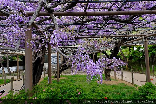 [日本北陸關西] 2025.4 曼陀羅寺紫藤花欲語還休,高山