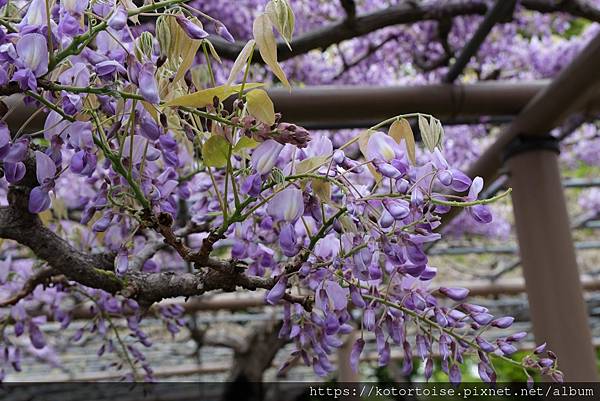 [日本北陸關西] 2025.4 曼陀羅寺紫藤花欲語還休,高山