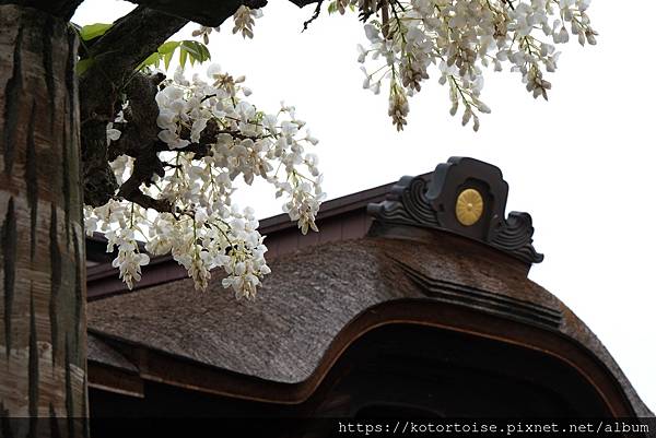 [日本北陸關西] 2025.4 黑部立山五天四夜團體行