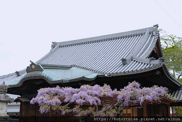 [日本北陸關西] 2025.4 曼陀羅寺紫藤花欲語還休,高山