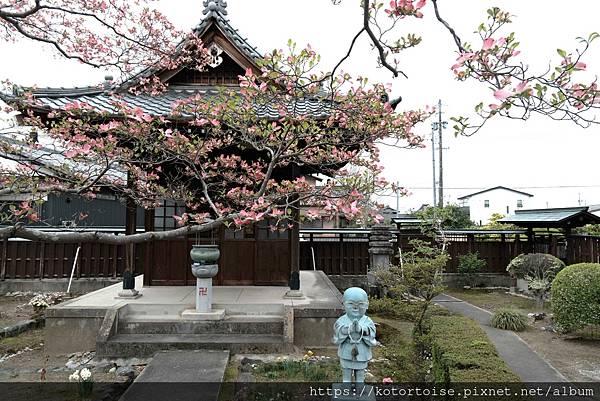 [日本北陸關西] 2025.4 曼陀羅寺紫藤花欲語還休,高山