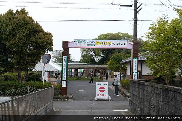 [日本北陸關西] 2025.4 曼陀羅寺紫藤花欲語還休,高山