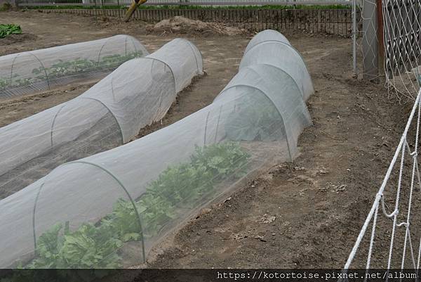 [日本北陸關西] 2025.4 曼陀羅寺紫藤花欲語還休,高山