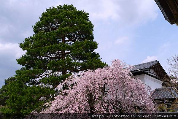 [日本北陸關西] 2025.4 曼陀羅寺紫藤花欲語還休,高山