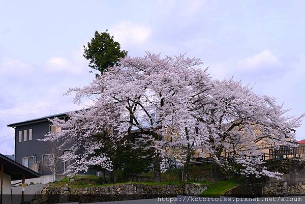 [日本北陸關西] 2025.4 曼陀羅寺紫藤花欲語還休,高山
