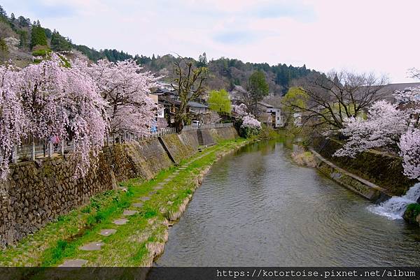 [日本北陸關西] 2025.4 曼陀羅寺紫藤花欲語還休,高山