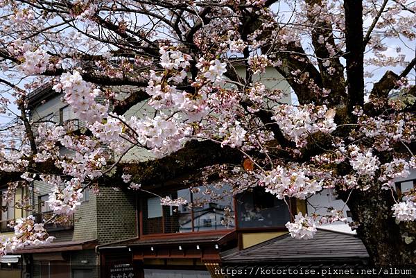 [日本北陸關西] 2025.4 曼陀羅寺紫藤花欲語還休,高山