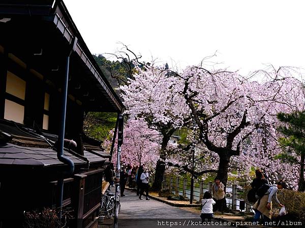 [日本北陸關西] 2025.4 曼陀羅寺紫藤花欲語還休,高山