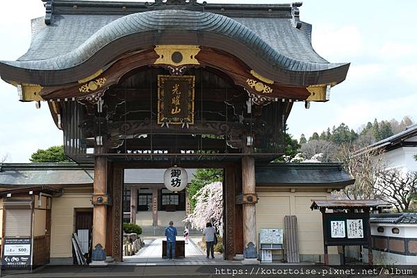 [日本北陸關西] 2025.4 曼陀羅寺紫藤花欲語還休,高山