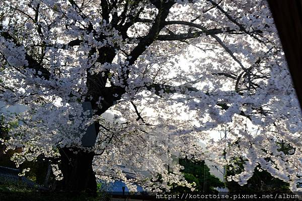 [日本北陸關西] 2025.4 安曇野溫泉趣,大王山葵農場踏