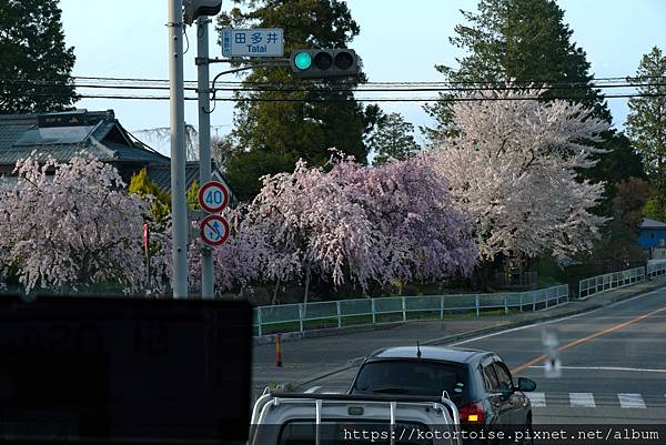 [日本北陸關西] 2025.4 安曇野溫泉趣,大王山葵農場踏
