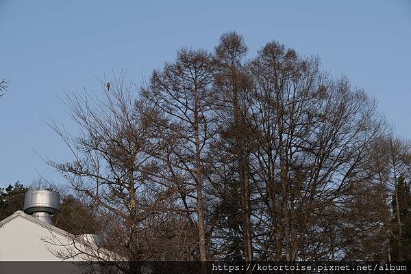 [日本北陸關西] 2025.4 安曇野溫泉趣,大王山葵農場踏