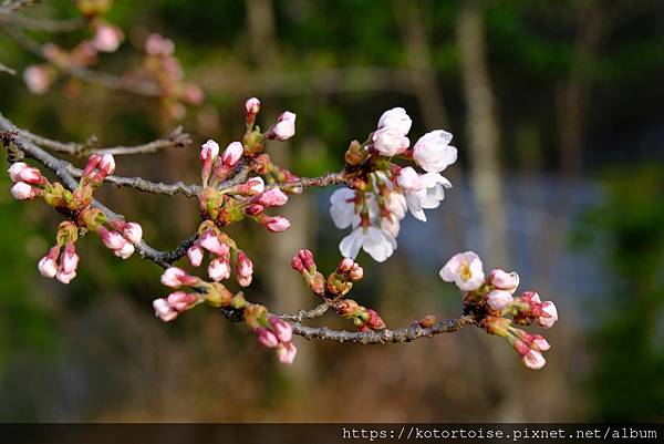 [日本北陸關西] 2025.4 安曇野溫泉趣,大王山葵農場踏