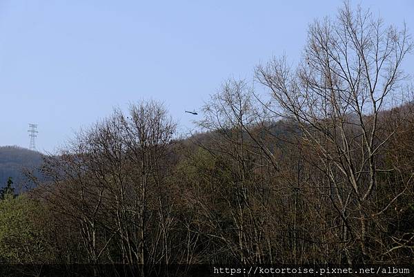 [日本北陸關西] 2025.4 安曇野溫泉趣,大王山葵農場踏