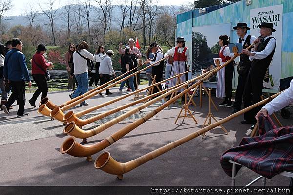 [日本北陸關西] 2025.4 安曇野溫泉趣,大王山葵農場踏