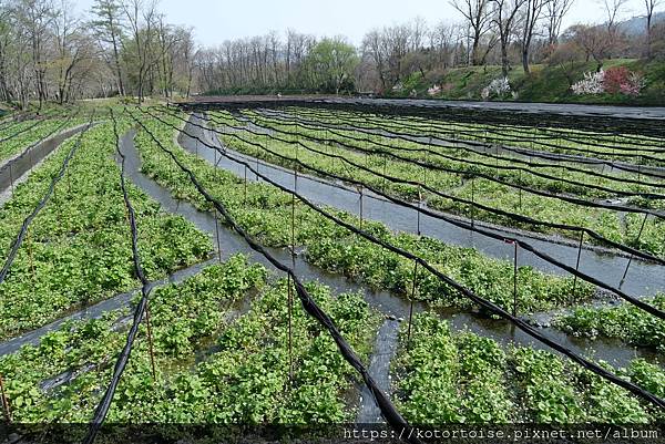 [日本北陸關西] 2025.4 安曇野溫泉趣,大王山葵農場踏