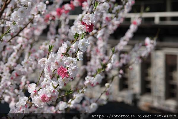 [日本北陸關西] 2025.4 安曇野溫泉趣,大王山葵農場踏