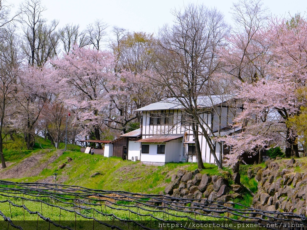 [日本北陸關西] 2025.4 安曇野溫泉趣,大王山葵農場踏