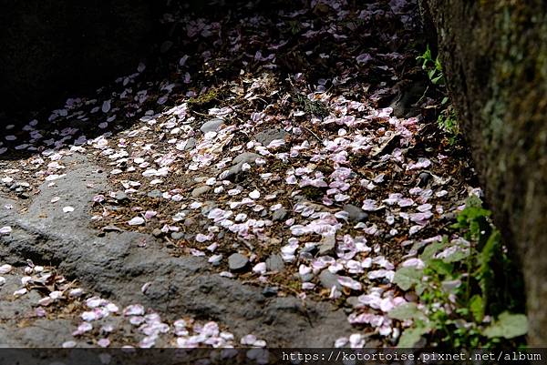 [日本北陸關西] 2025.4 安曇野溫泉趣,大王山葵農場踏