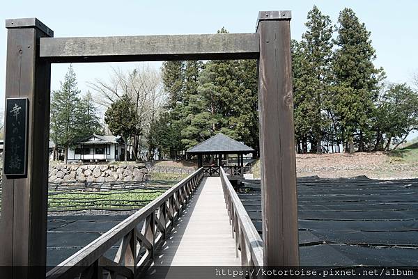 [日本北陸關西] 2025.4 安曇野溫泉趣,大王山葵農場踏