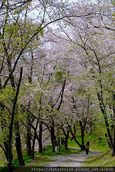 [日本北陸關西] 2025.4 安曇野溫泉趣,大王山葵農場踏