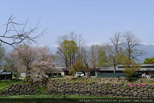 [日本北陸關西] 2025.4 安曇野溫泉趣,大王山葵農場踏