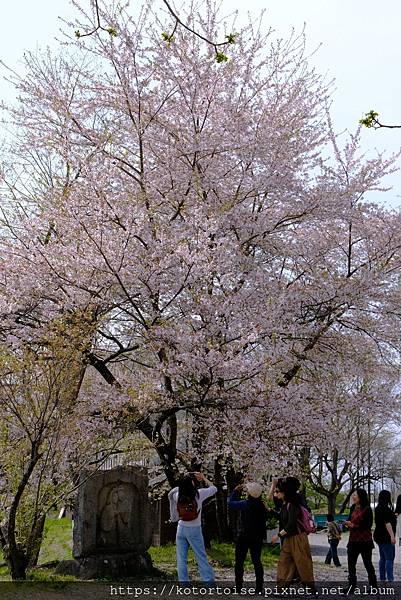 [日本北陸關西] 2025.4 安曇野溫泉趣,大王山葵農場踏