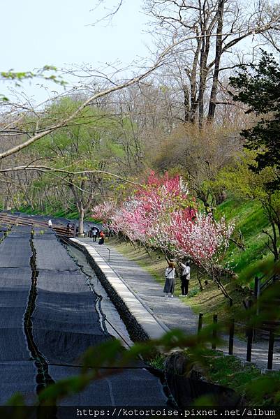 [日本北陸關西] 2025.4 安曇野溫泉趣,大王山葵農場踏